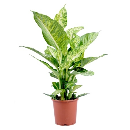 Bouquet of flowers Dieffenbachia
													