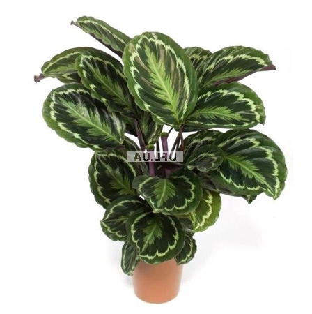 Bouquet of flowers Calathea
													