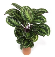 Bouquet of flowers Calathea
														