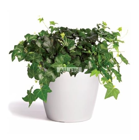 Bouquet of flowers Hedera
														