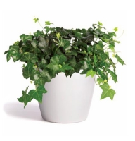Bouquet of flowers Hedera
														