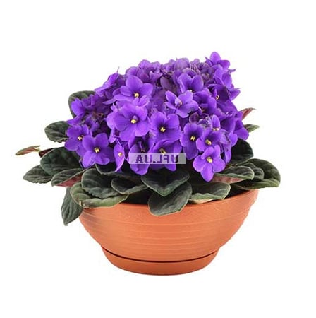 Bouquet of flowers Violet
														