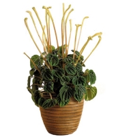 Bouquet of flowers Peperomia Donetsk
														