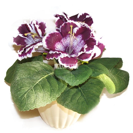 Bouquet of flowers Gloxinia 
													