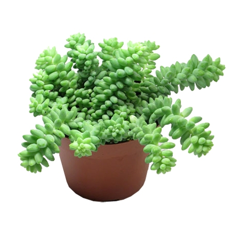 Bouquet of flowers Sedum
													