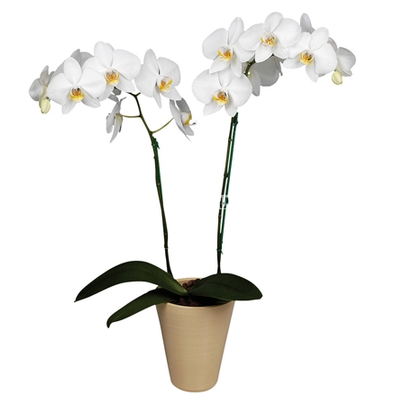  Букет Орхидея Cambridge
													