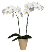  Букет Орхидея Cambridge Сумы
														