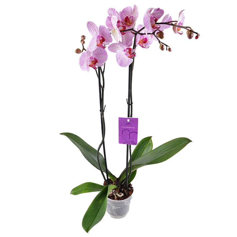 Розово-белая орхидея Гирне