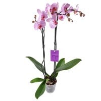 Букет Розово-белая орхидея