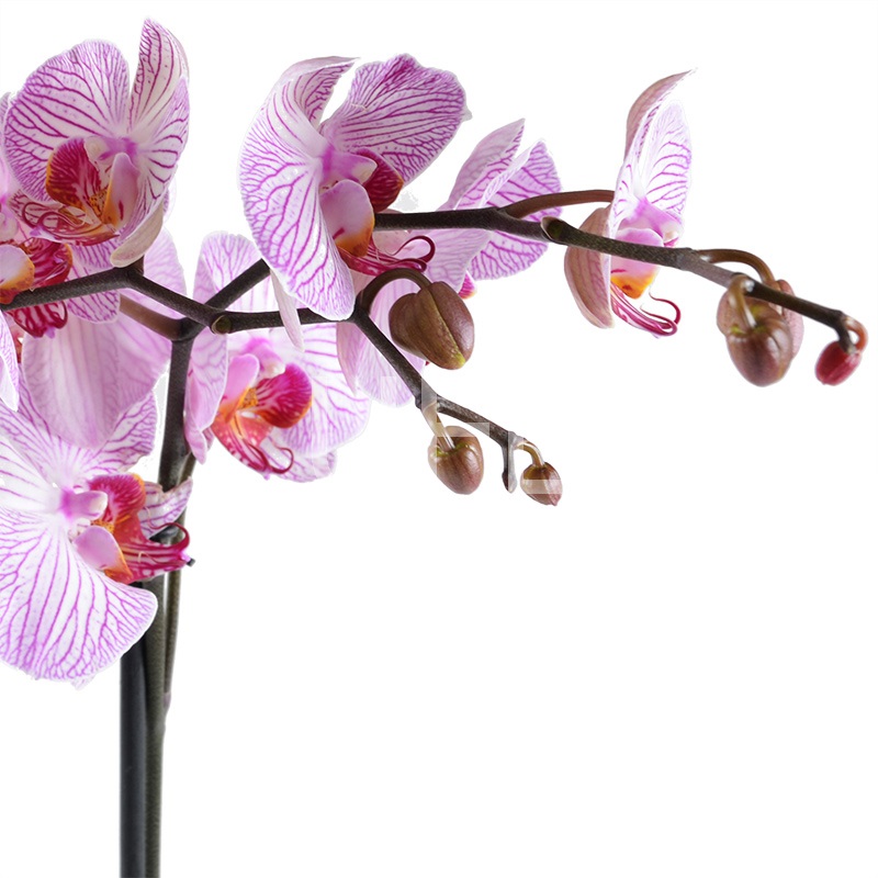 Pink and white orchid