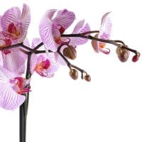 Букет Рожева з білим орхідея
