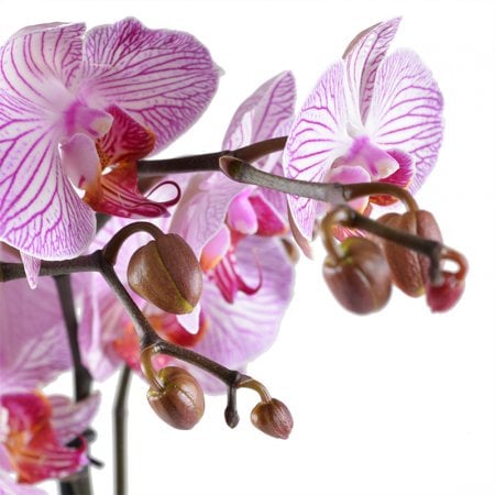  Букет Розово-белая орхидея
														