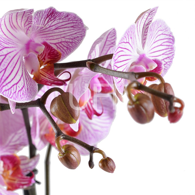 Рожева з білим орхідея
