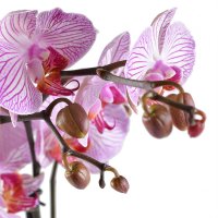 Букет Рожева з білим орхідея