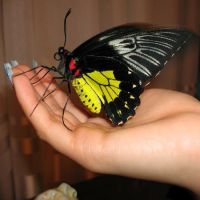 Бабочка Птицекрылка золотистая