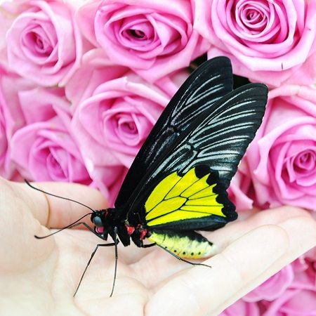 Метелик Птіцекрилка золотиста