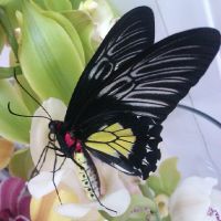 Butterfly Troides rhadamantus