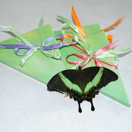 Бабочка Павлин зеленополосый