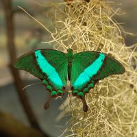 Butterfly Papilio palinurus