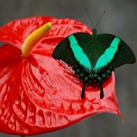 Бабочка Павлин зеленополосый