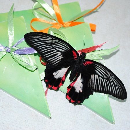 Бабочка Парусник Румянцева