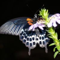 Бабочка Ласточкин хвост
