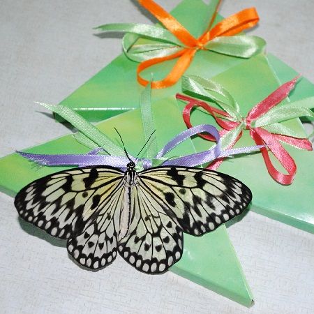 Butterfly Idea leuconoe