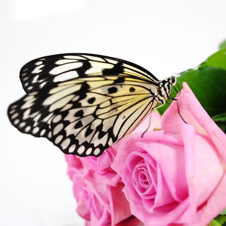 Butterfly Idea leuconoe