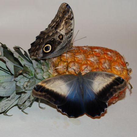  Bouquet Butterfly Caligo
													