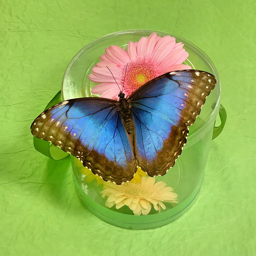  Bouquet Butterfly Morpho
													