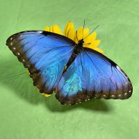  Bouquet Butterfly Morpho
														