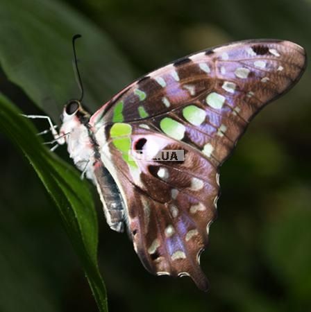 Butterfly - Graphium 