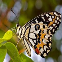 Butterfly - Papilio demoleus