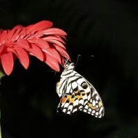 Метелик - Демолєус