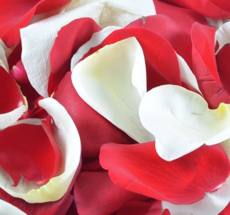 Super offer! Petals Paradise