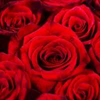 Серце із троянд  (145 троянд) Габороне