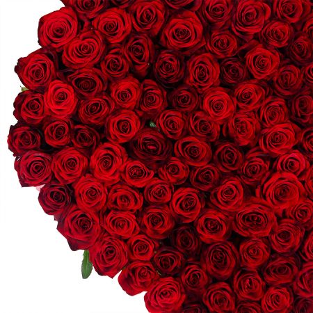 Rose heart (145 roses) Rose heart (145 roses)