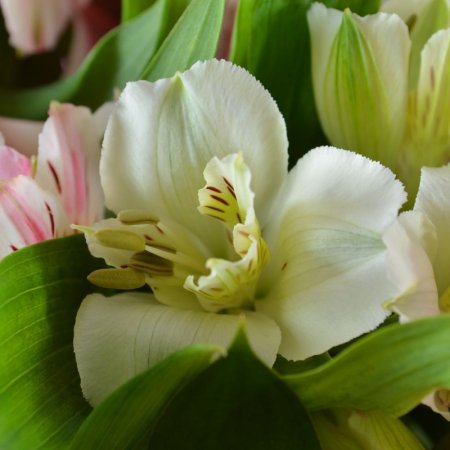  Bouquet Spring tenderness
													