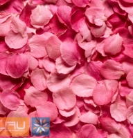 Pink rose petals Lugansk