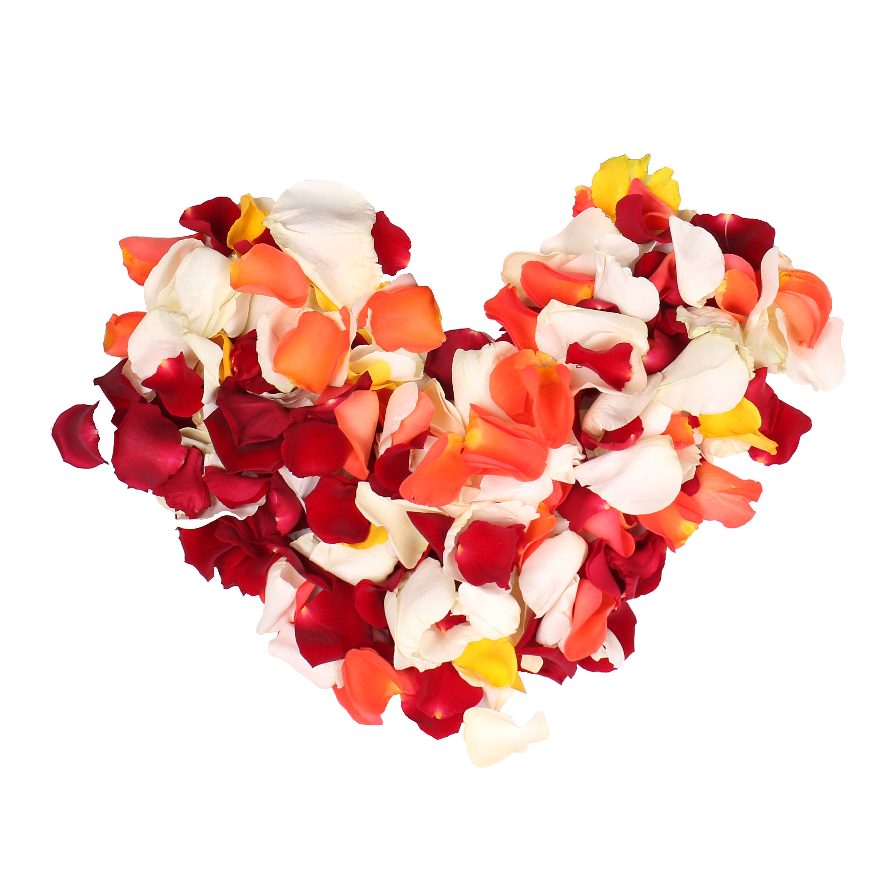 Multi-colored rose petals 10670 грн
