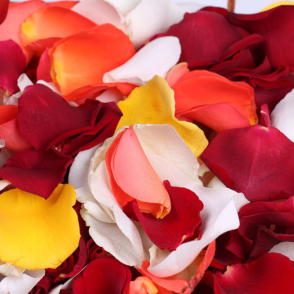Лепестки разноцветных роз 
