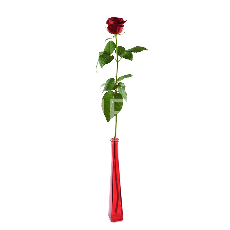 Single red rose Single red rose
