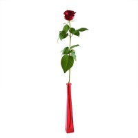 Single red rose Lugansk