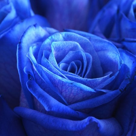 Blue roses Mystic