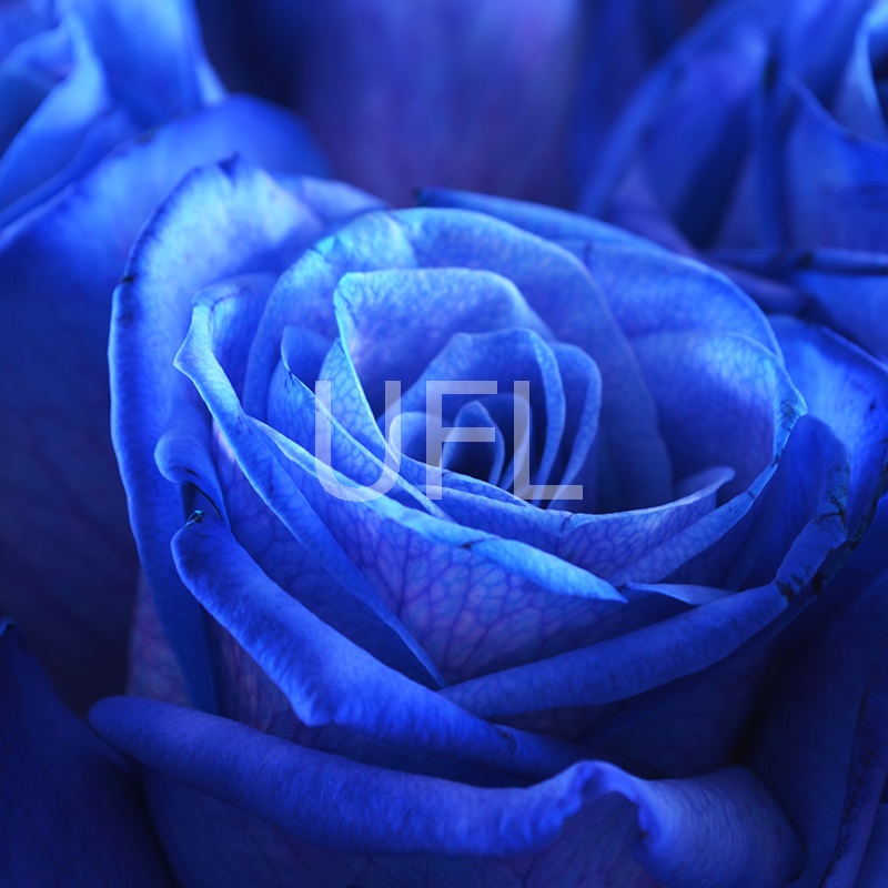 Blue roses Mystic Blue roses Mystic