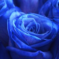 Blue roses Mystic Wirral