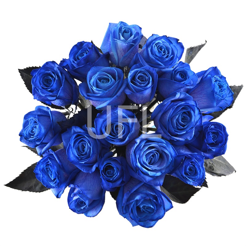 Blue roses Mystic