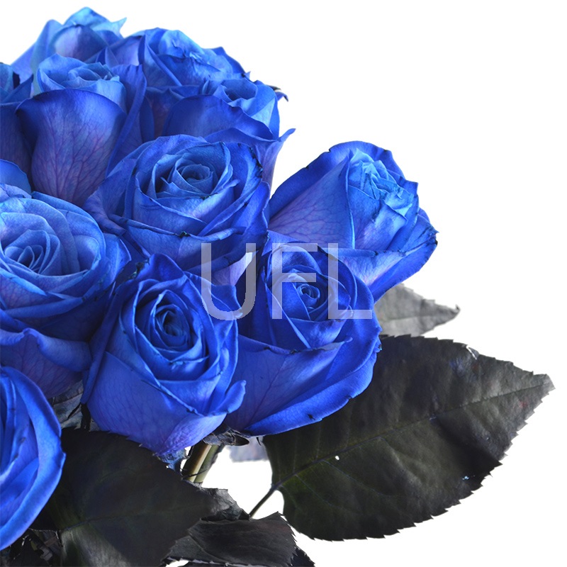 Blue roses Mystic