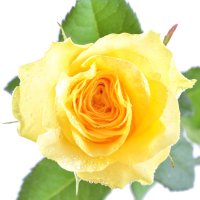 Цветы поштучно желтые розы