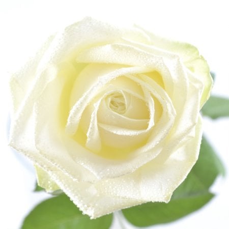 Цветы поштучно белые розы Пассау